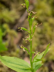 Listera borealis (Northern Twayblade orchid)