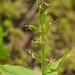 Listera borealis (Northern Twayblade orchid)