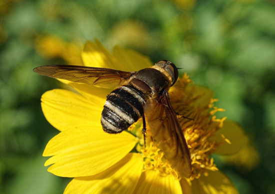 Bee Fly (Bombyliidae Anthracinae Villini)