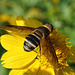 Bee Fly (Bombyliidae Anthracinae Villini)