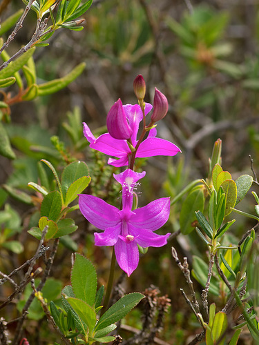 Calopogon tuberosus (Common Grass-Pink orchid)