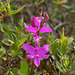 Calopogon tuberosus (Common Grass-Pink orchid)