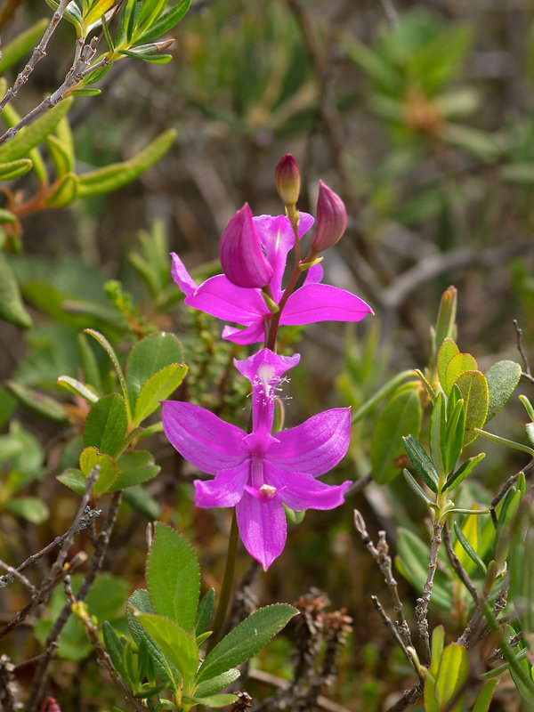 Calopogon tuberosus (Common Grass-Pink orchid)