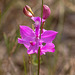 Calopogon tuberosus (Common Grass-Pink orchid)