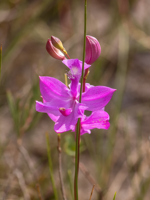 Calopogon tuberosus (Common Grass-Pink orchid)