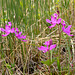 Calopogon tuberosus (Common Grass-Pink orchid)