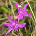 Calopogon tuberosus (Common Grass-Pink orchid)