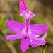 Calopogon tuberosus (Common Grass-Pink orchid)