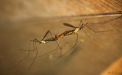 Cranefly Mating Pair