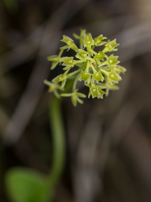 Malaxis unifolia (Green Adder's-Mouth orchid)