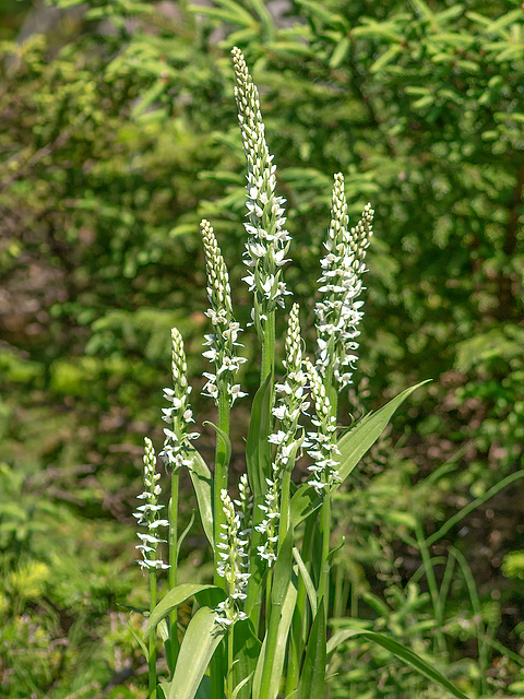 Platanthera dilatata var. dilatata (White Bog orchid, Scent Bottle orchid)