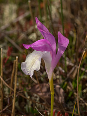 Arethusa bulbosa (Dragon's Mouth orchid)