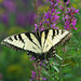 Eastern Tiger Swallowtail, Papilio glaucus
