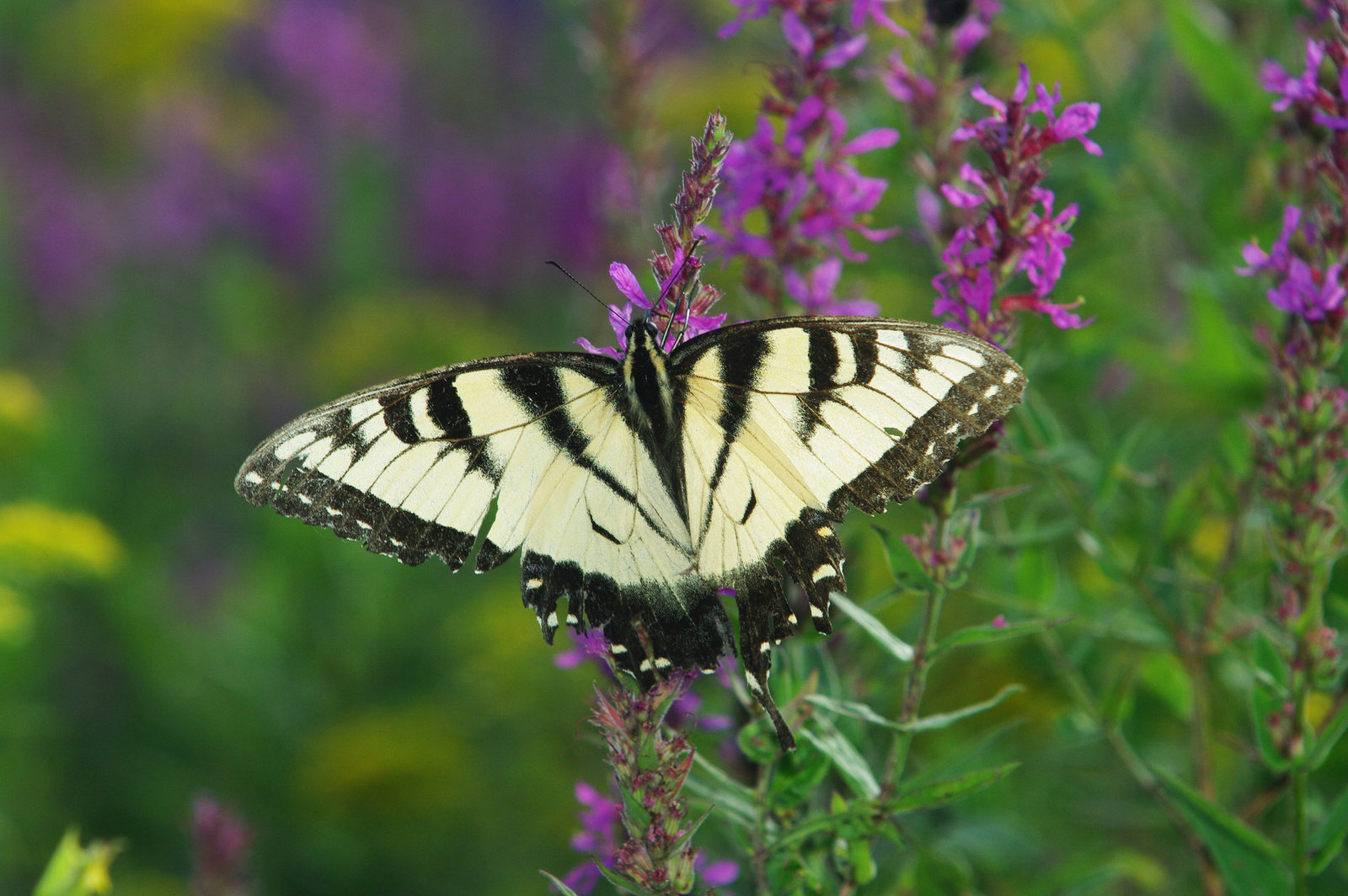 Eastern Tiger Swallowtail, Papilio glaucus