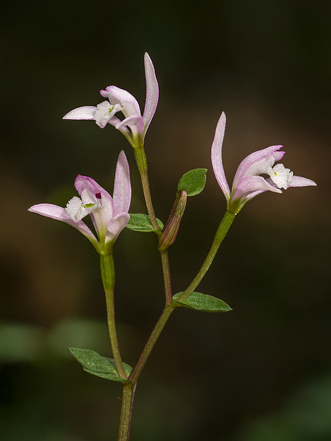 Triphora trianthophora (Three-birds orchid)