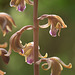 Hexalectris spicata (Spiked Crested Coralroot orchid)