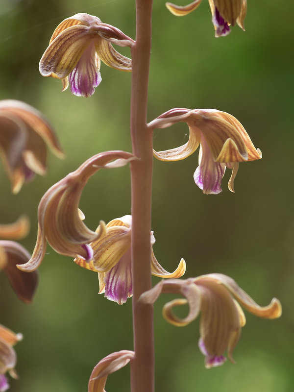 Hexalectris spicata (Spiked Crested Coralroot orchid)
