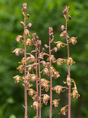 Hexalectris spicata (Spiked Crested Coralroot orchid)