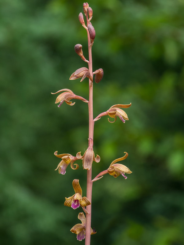 Hexalectris spicata (Spiked Crested Coralroot orchid)