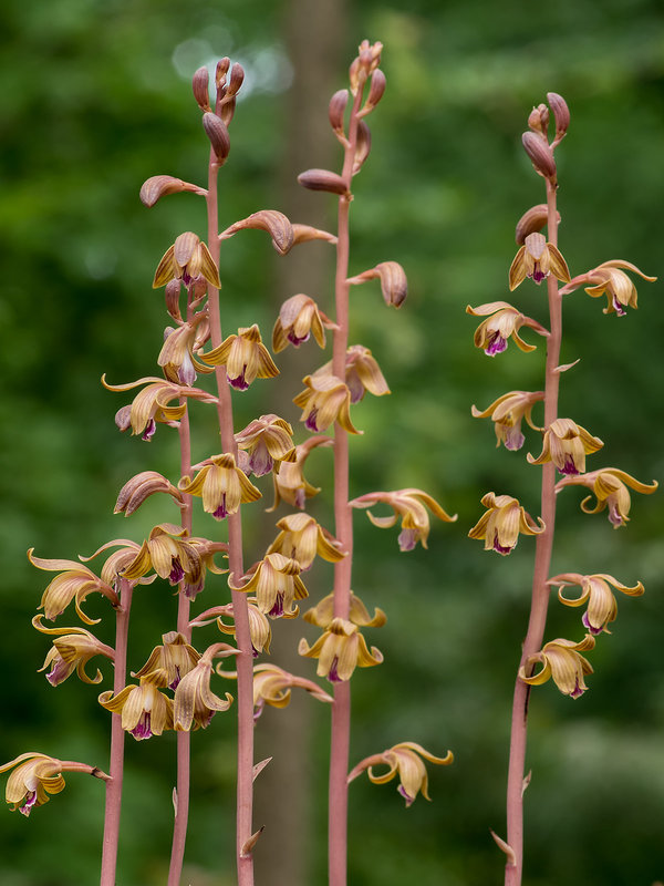 Hexalectris spicata (Spiked Crested Coralroot orchid)