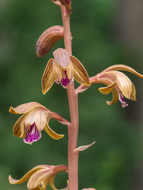 Hexalectris spicata (Spiked Crested Coralroot orchid)