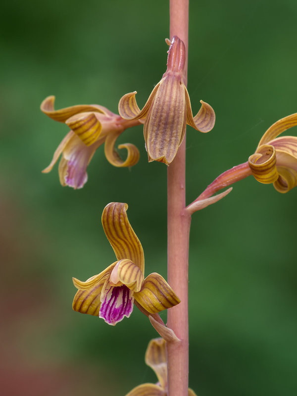 Hexalectris spicata (Spiked Crested Coralroot orchid)