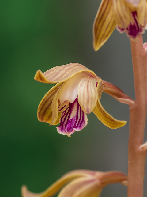 Hexalectris spicata (Spiked Crested Coralroot orchid)