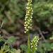 Pseudorchis straminea (Newfoundland orchid or Vanilla-scented Bog orchid)