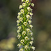 Pseudorchis straminea (Newfoundland orchid or Vanilla-scented Bog orchid)