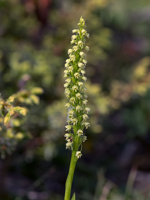 Pseudorchis straminea (Newfoundland orchid or Vanilla-scented Bog orchid)