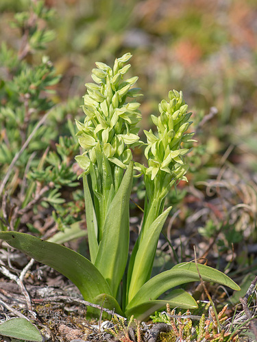 Platanthera huronensis (Green Bog orchid or Huron Green orchid)