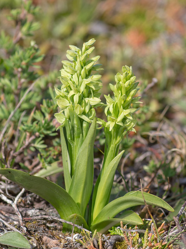 Platanthera huronensis (Green Bog orchid or Huron Green orchid)