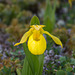 Cypripedium parviflorum var. pubescens forma planipetalum (Large Yellow Lady's-slipper orchid)