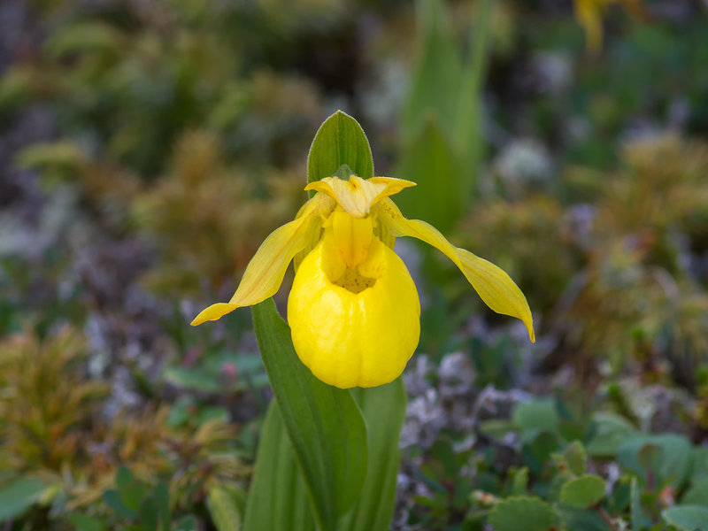Cypripedium parviflorum var. pubescens forma planipetalum (Large Yellow Lady's-slipper orchid)