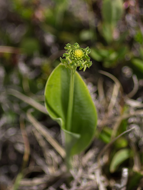 Malaxis unifolia (Green Adder's-mouth orchid)