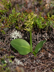 Platanthera hookeri (Hooker's orchid)