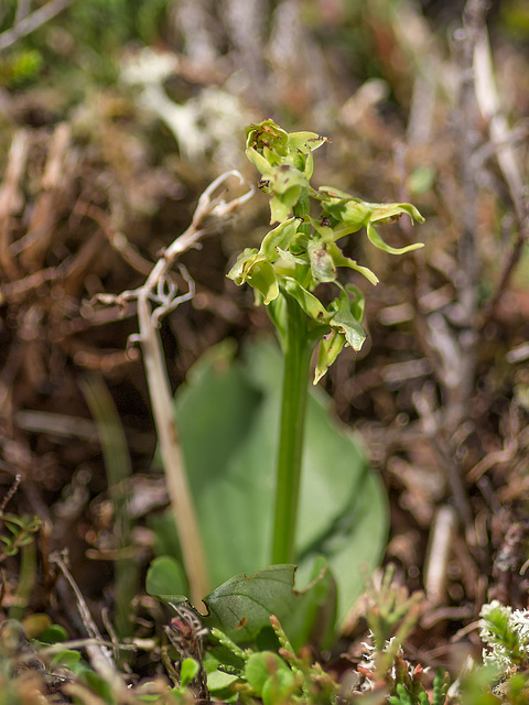 Platanthera hookeri (Hooker's orchid)