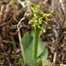 Platanthera hookeri (Hooker's orchid)
