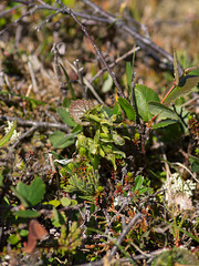 Platanthera hookeri (Hooker's orchid)