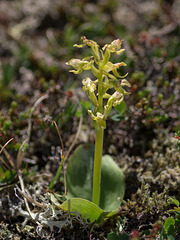 Platanthera hookeri (Hooker's orchid)