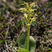 Platanthera hookeri (Hooker's orchid)