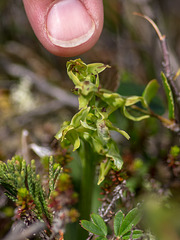 Platanthera hookeri (Hooker's orchid)