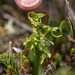 Platanthera hookeri (Hooker's orchid)