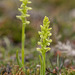 Platanthera aquilonis (Northern Green orchid)