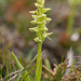 Platanthera aquilonis (Northern Green orchid)