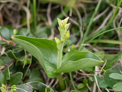 Listera convallariodes (Broadleaved Twayblade orchid)