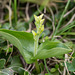 Listera convallariodes (Broadleaved Twayblade orchid)