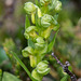 Coeloglossum viride var. interjecta (Frog orchid)