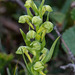 Coeloglossum viride var. interjecta (Frog orchid)