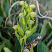 Coeloglossum viride var. interjecta (Frog orchid)